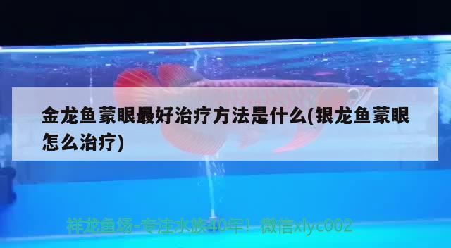 金龍魚蒙眼最好治療方法是什么(銀龍魚蒙眼怎么治療) 銀龍魚百科