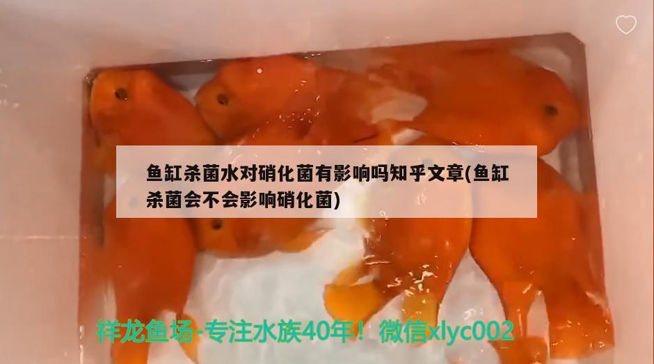 魚缸殺菌水對硝化菌有影響嗎知乎文章(魚缸殺菌會不會影響硝化菌) 羅漢魚