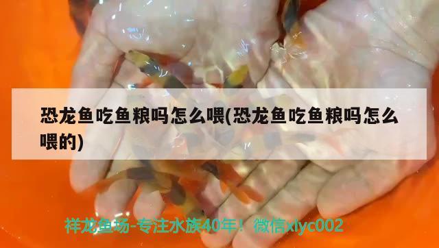 恐龍魚吃魚糧嗎怎么喂(恐龍魚吃魚糧嗎怎么喂的) 虎魚魚苗