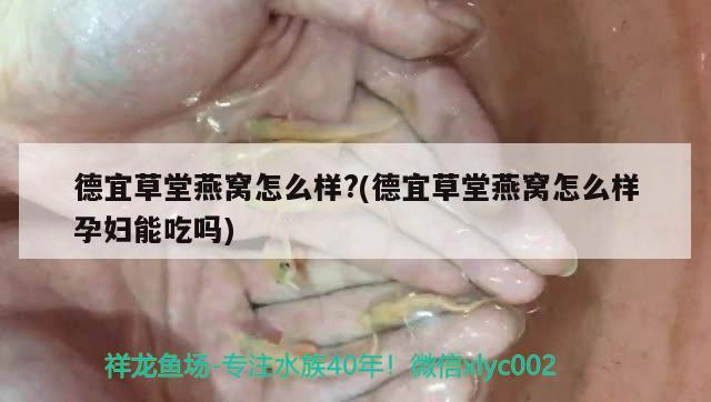 德宜草堂燕窩怎么樣?(德宜草堂燕窩怎么樣孕婦能吃嗎)