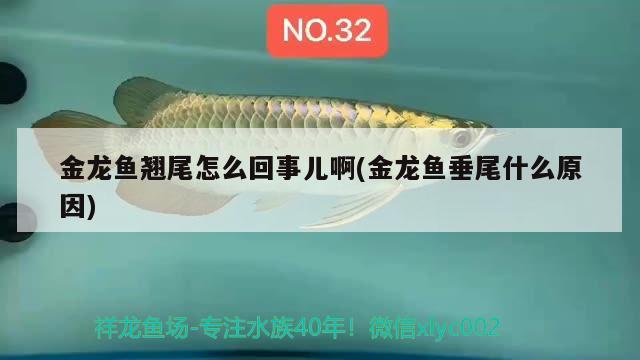 金龍魚翹尾怎么回事兒啊(金龍魚垂尾什么原因)