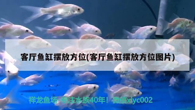 客廳魚(yú)缸擺放方位(客廳魚(yú)缸擺放方位圖片)