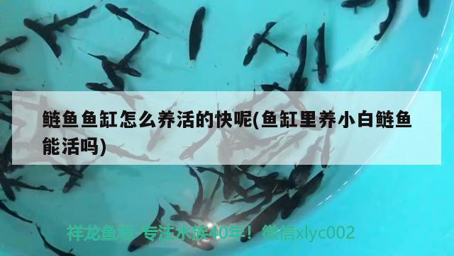 鰱魚(yú)魚(yú)缸怎么養(yǎng)活的快呢(魚(yú)缸里養(yǎng)小白鰱魚(yú)能活嗎)