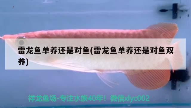 雷龍魚單養(yǎng)還是對魚(雷龍魚單養(yǎng)還是對魚雙養(yǎng)) 孵化器