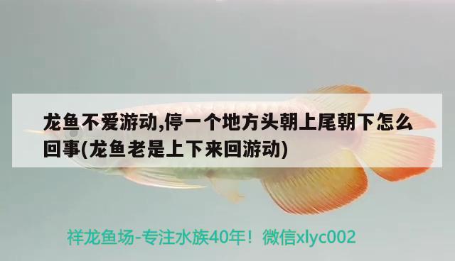 龍魚不愛游動,停一個地方頭朝上尾朝下怎么回事(龍魚老是上下來回游動) 海象魚