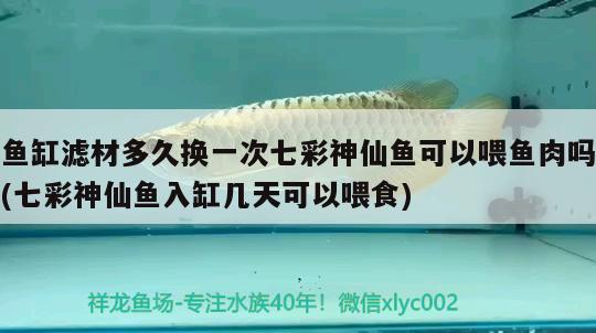 魚缸濾材多久換一次七彩神仙魚可以喂魚肉嗎(七彩神仙魚入缸幾天可以喂食) 七彩神仙魚