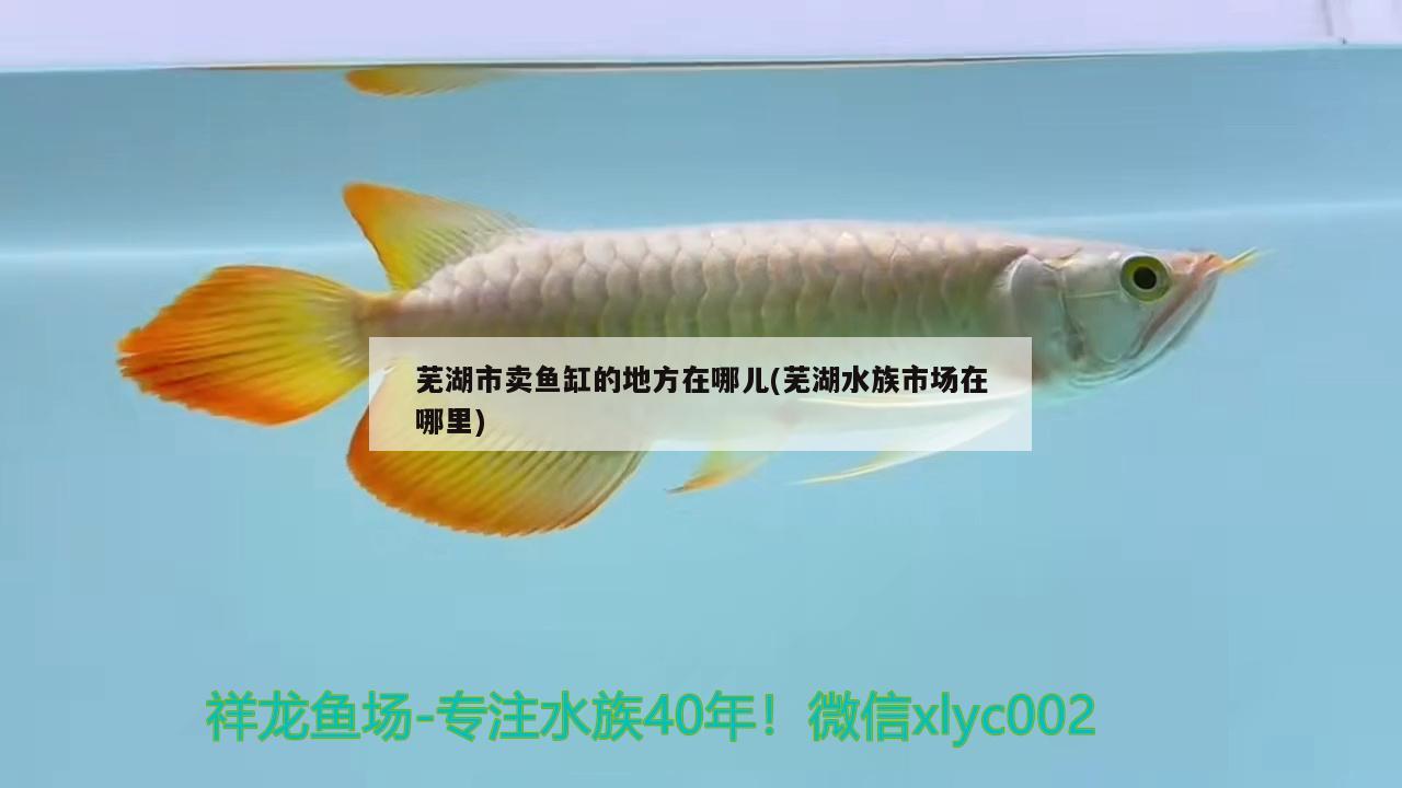 蕪湖市賣(mài)魚(yú)缸的地方在哪兒(蕪湖水族市場(chǎng)在哪里) 觀賞龜/鱉飼料