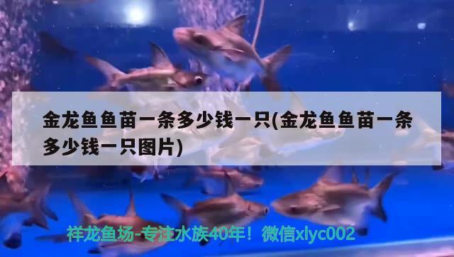 金龍魚魚苗一條多少錢一只(金龍魚魚苗一條多少錢一只圖片)