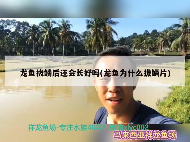 龍魚拔鱗后還會(huì)長(zhǎng)好嗎(龍魚為什么拔鱗片)