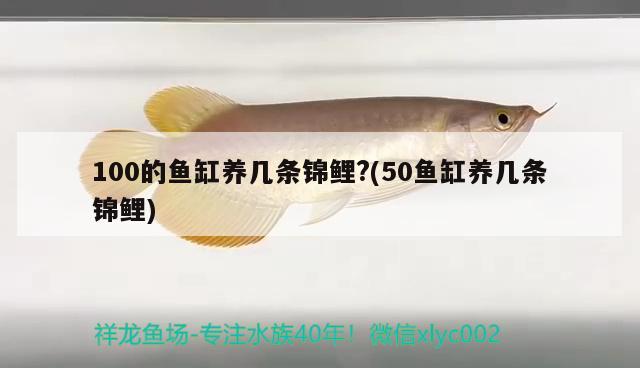 100的魚缸養(yǎng)幾條錦鯉?(50魚缸養(yǎng)幾條錦鯉)