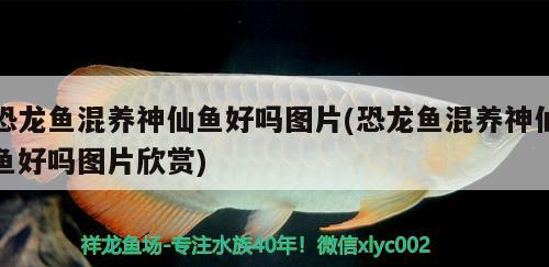 恐龍魚混養(yǎng)神仙魚好嗎圖片(恐龍魚混養(yǎng)神仙魚好嗎圖片欣賞) 黃金貓魚