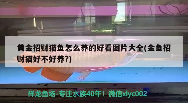 黃金招財(cái)貓魚(yú)怎么養(yǎng)的好看圖片大全(金魚(yú)招財(cái)貓好不好養(yǎng)?)