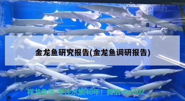 金龍魚研究報告(金龍魚調(diào)研報告)