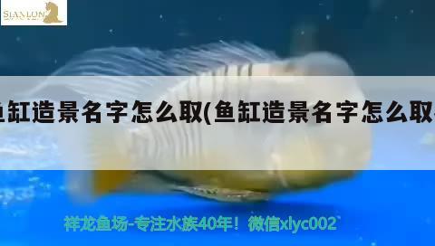 魚(yú)缸造景名字怎么取(魚(yú)缸造景名字怎么取名) 水族雜談