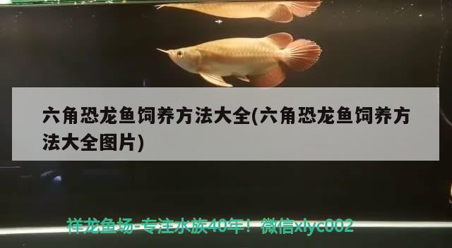 六角恐龍魚(yú)飼養(yǎng)方法大全(六角恐龍魚(yú)飼養(yǎng)方法大全圖片)