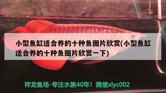 小型魚缸適合養(yǎng)的十種魚圖片欣賞(小型魚缸適合養(yǎng)的十種魚圖片欣賞一下) 翡翠鳳凰魚