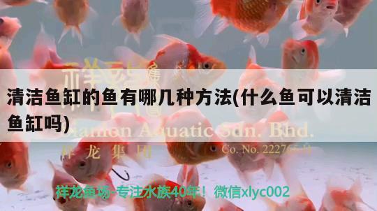 清潔魚缸的魚有哪幾種方法(什么魚可以清潔魚缸嗎)