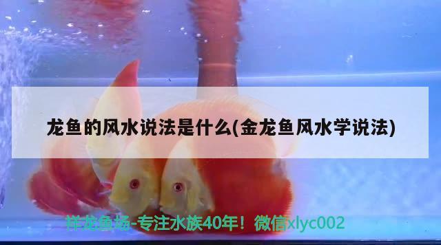 龍魚的風水說法是什么(金龍魚風水學說法)