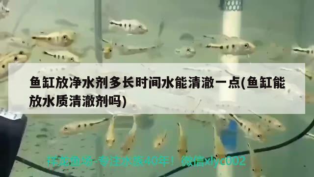 魚缸放凈水劑多長時間水能清澈一點(魚缸能放水質(zhì)清澈劑嗎) 泰龐海蓮魚