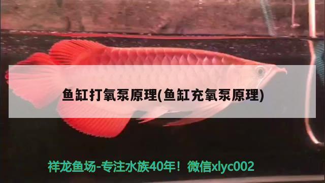 魚(yú)缸打氧泵原理(魚(yú)缸充氧泵原理) 圖騰金龍魚(yú)