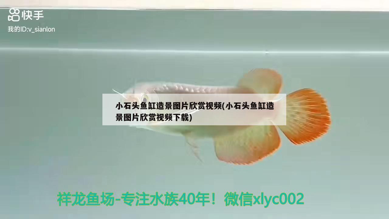 小石頭魚(yú)缸造景圖片欣賞視頻(小石頭魚(yú)缸造景圖片欣賞視頻下載) 水族用品