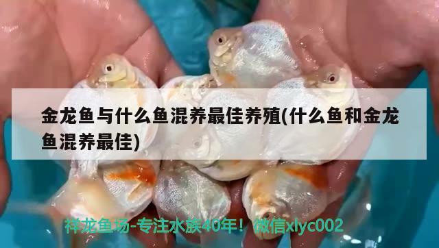 金龍魚與什么魚混養(yǎng)最佳養(yǎng)殖(什么魚和金龍魚混養(yǎng)最佳) 泰龐海蓮魚