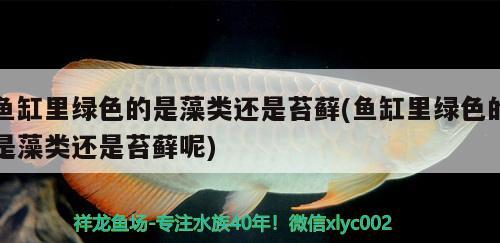 魚(yú)缸里綠色的是藻類(lèi)還是苔蘚(魚(yú)缸里綠色的是藻類(lèi)還是苔蘚呢) 黑白雙星 第2張