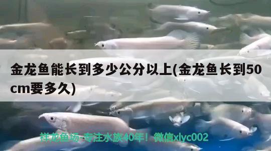 金龍魚能長(zhǎng)到多少公分以上(金龍魚長(zhǎng)到50cm要多久)