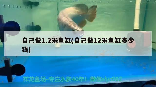 自己做1.2米魚缸(自己做12米魚缸多少錢) 龍鳳鯉魚