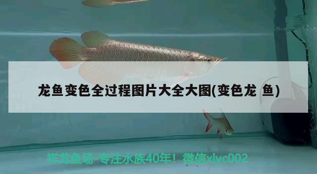 龍魚變色全過程圖片大全大圖(變色龍魚) 朱巴利魚苗