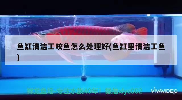 魚(yú)缸清潔工咬魚(yú)怎么處理好(魚(yú)缸里清潔工魚(yú)) 麥肯斯銀版魚(yú)