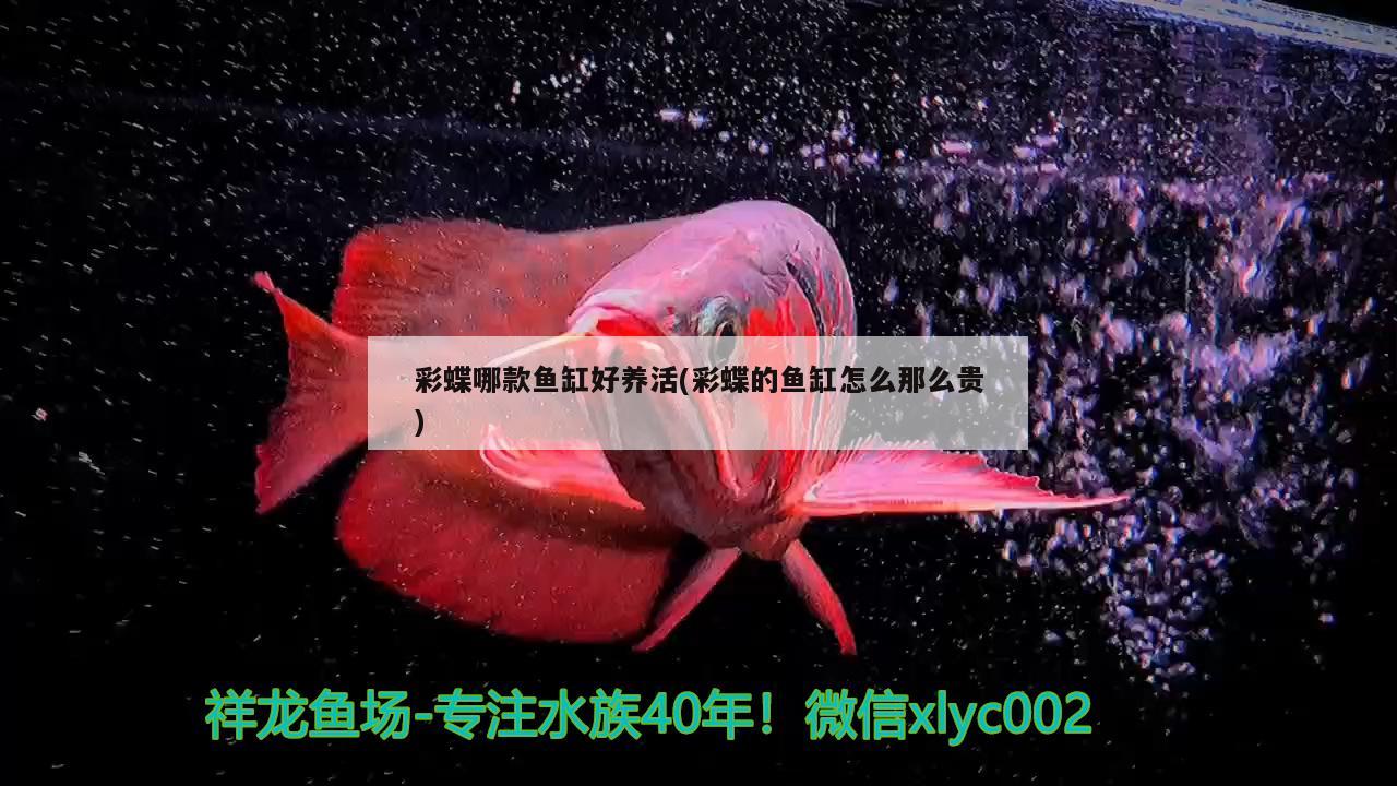 彩蝶哪款魚缸好養(yǎng)活(彩蝶的魚缸怎么那么貴) PH調(diào)節(jié)劑