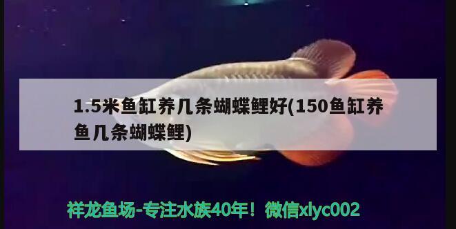 1.5米魚缸養(yǎng)幾條蝴蝶鯉好(150魚缸養(yǎng)魚幾條蝴蝶鯉) 蝴蝶鯉