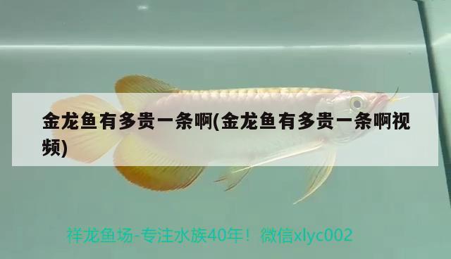 金龍魚有多貴一條啊(金龍魚有多貴一條啊視頻)