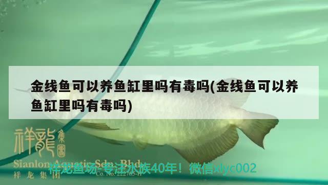 金線魚可以養(yǎng)魚缸里嗎有毒嗎(金線魚可以養(yǎng)魚缸里嗎有毒嗎) 蘇虎