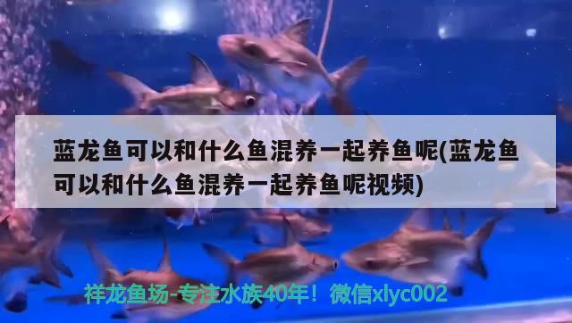 藍(lán)龍魚可以和什么魚混養(yǎng)一起養(yǎng)魚呢(藍(lán)龍魚可以和什么魚混養(yǎng)一起養(yǎng)魚呢視頻) 龍魚芯片掃碼器