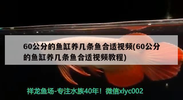 60公分的魚(yú)缸養(yǎng)幾條魚(yú)合適視頻(60公分的魚(yú)缸養(yǎng)幾條魚(yú)合適視頻教程) 斑馬狗頭魚(yú)