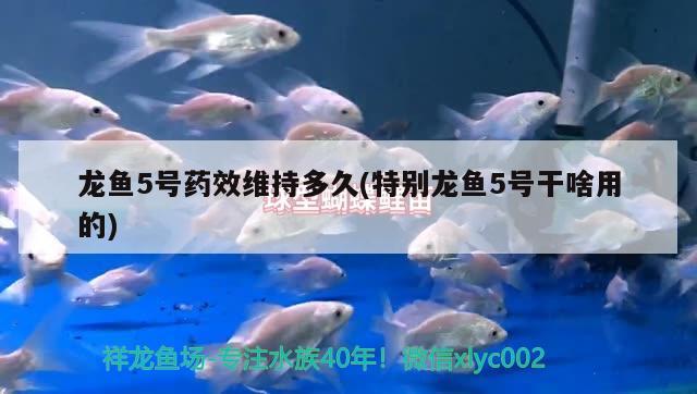 龍魚5號藥效維持多久(特別龍魚5號干啥用的) 印尼小紅龍