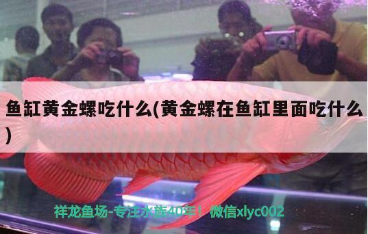 魚缸黃金螺吃什么(黃金螺在魚缸里面吃什么) 魚缸風(fēng)水