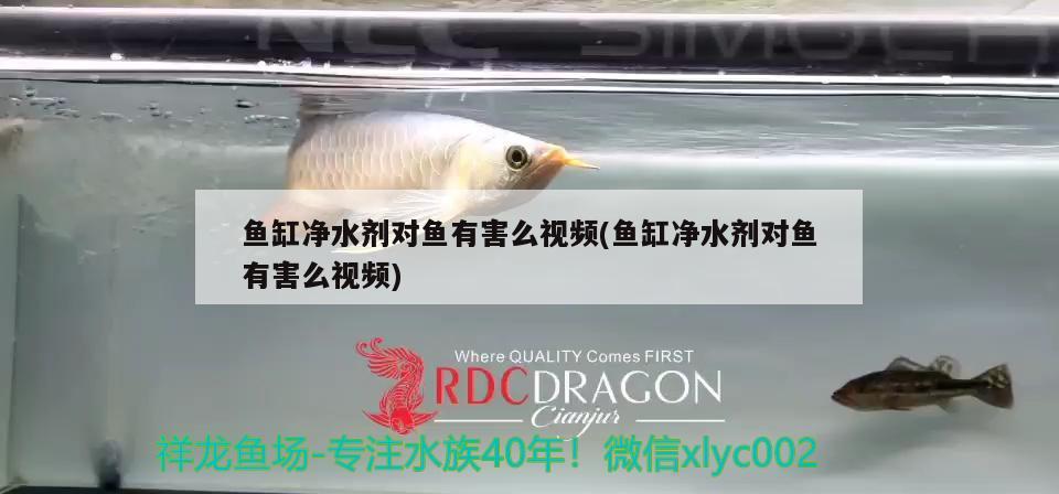 魚缸凈水劑對魚有害么視頻(魚缸凈水劑對魚有害么視頻) 三間鼠魚苗