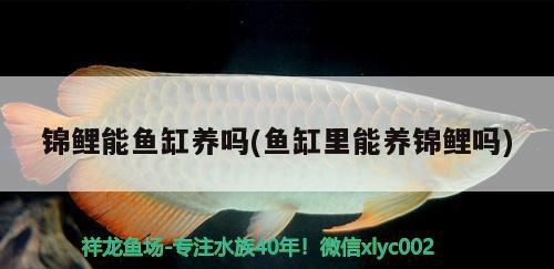 錦鯉能魚缸養(yǎng)嗎(魚缸里能養(yǎng)錦鯉嗎) 泰國(guó)雪鯽魚