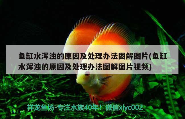 魚缸水渾濁的原因及處理辦法圖解圖片(魚缸水渾濁的原因及處理辦法圖解圖片視頻) 廣州水族批發(fā)市場