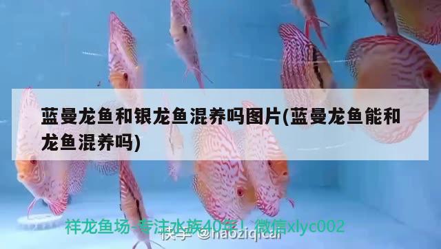 藍(lán)曼龍魚和銀龍魚混養(yǎng)嗎圖片(藍(lán)曼龍魚能和龍魚混養(yǎng)嗎)