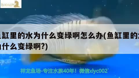 魚缸里的水為什么變綠啊怎么辦(魚缸里的水為什么變綠啊?) 泰龐海蓮魚