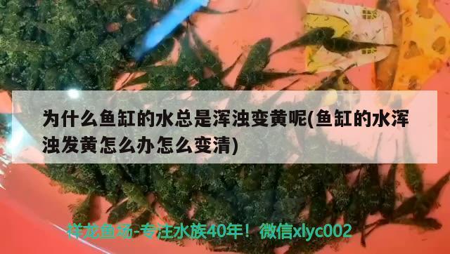 為什么魚缸的水總是渾濁變黃呢(魚缸的水渾濁發(fā)黃怎么辦怎么變清) 銀古魚苗