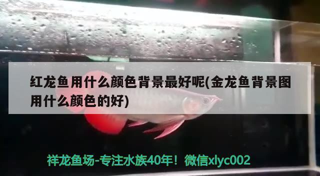 紅龍魚用什么顏色背景最好呢(金龍魚背景圖用什么顏色的好) 水族品牌