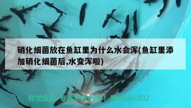 硝化細菌放在魚缸里為什么水會渾(魚缸里添加硝化細菌后,水變渾啦)