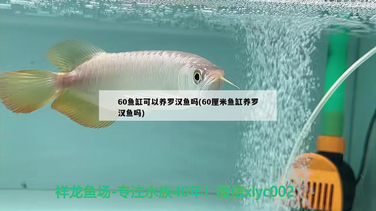 60魚缸可以養(yǎng)羅漢魚嗎(60厘米魚缸養(yǎng)羅漢魚嗎)