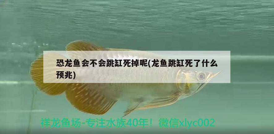 恐龍魚會不會跳缸死掉呢(龍魚跳缸死了什么預兆) 孵化器