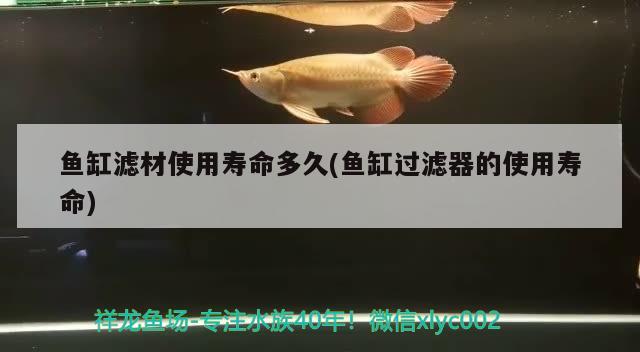 魚缸濾材使用壽命多久(魚缸過濾器的使用壽命) 胭脂孔雀龍魚